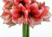 hippeastrum Stardust (1)